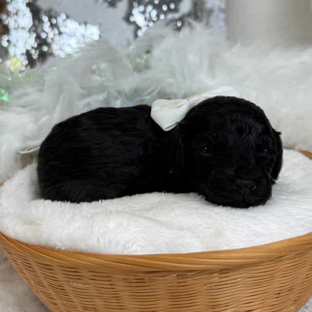 Cici White Boy - Toy Poodle Male