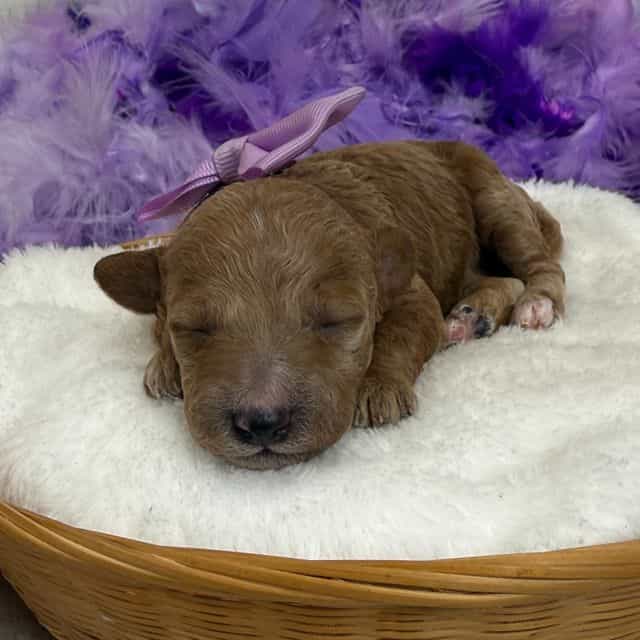Tally Purple Gi - Toy Poodle Female