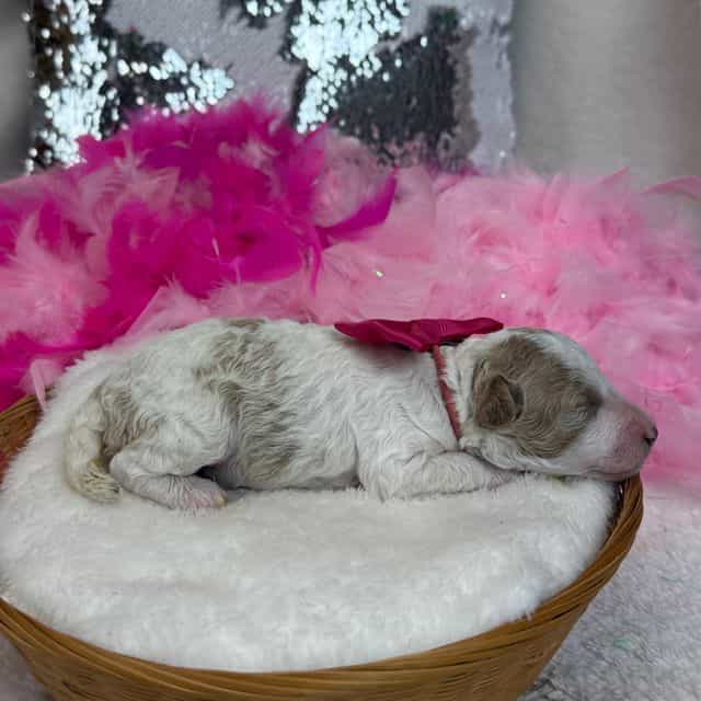 Tally Pink Girl - Toy Poodle Female