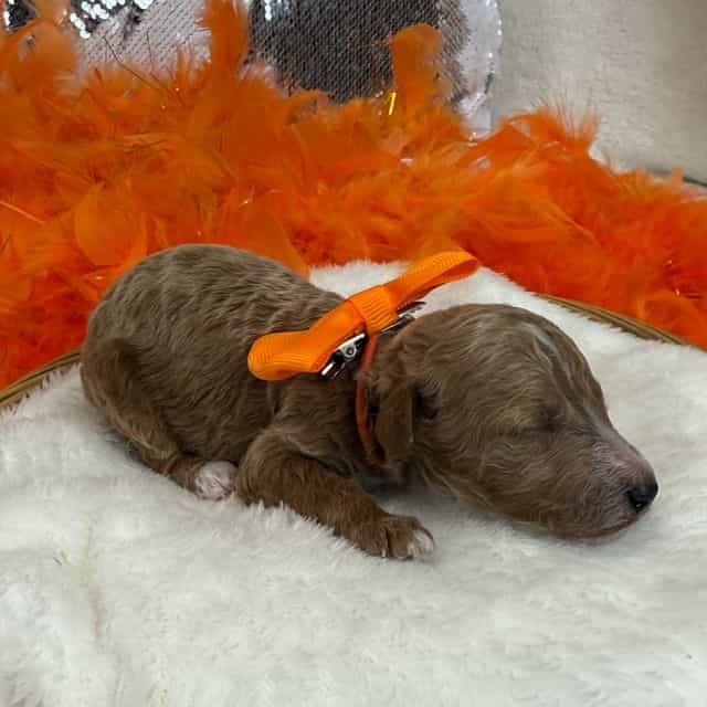 Tally Orange Bo - Toy Poodle Male