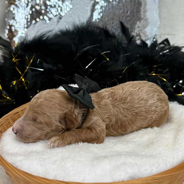Tally Black Boy - Toy Poodle Male