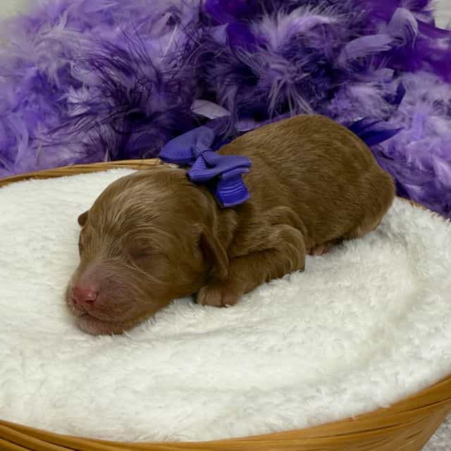 Braley Purple G - Goldendoodle Female