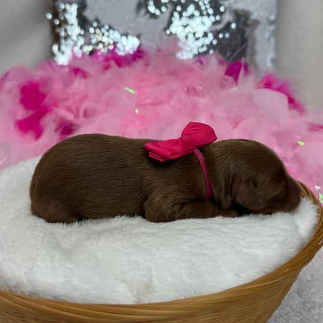 Braley Pink Gir - Goldendoodle Female