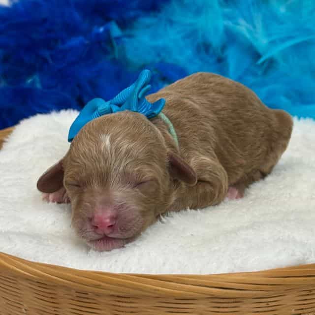 Braley Turquois - Goldendoodle Female