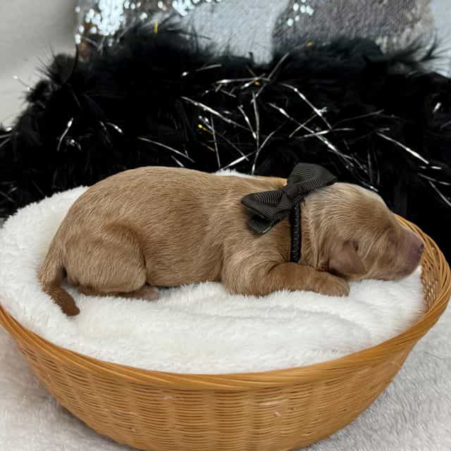 Braley Black Bo - Goldendoodle Male