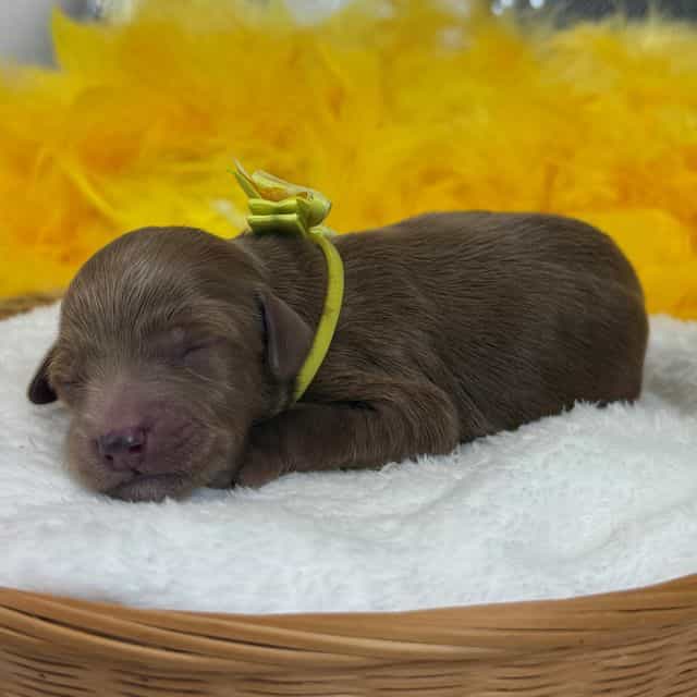 Braley Yellow B - Goldendoodle Male