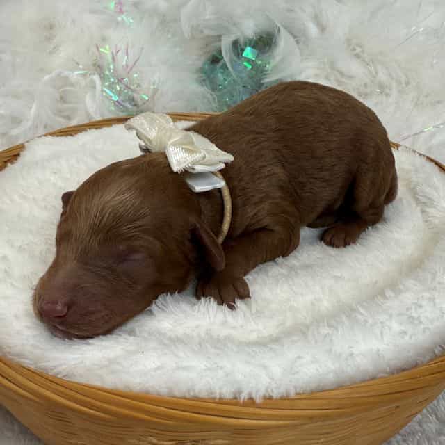 Braley White Bo - Goldendoodle Male