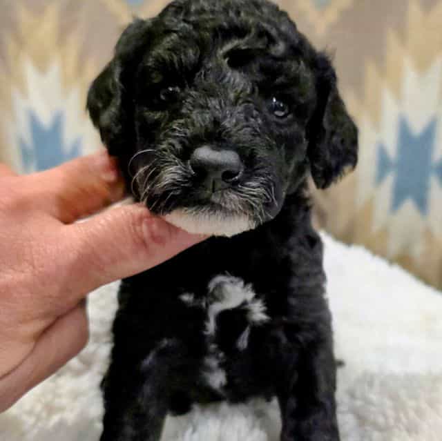 Bingo - Portidoodle Male