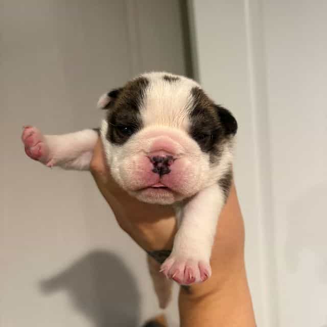 King - English Bulldog Male
