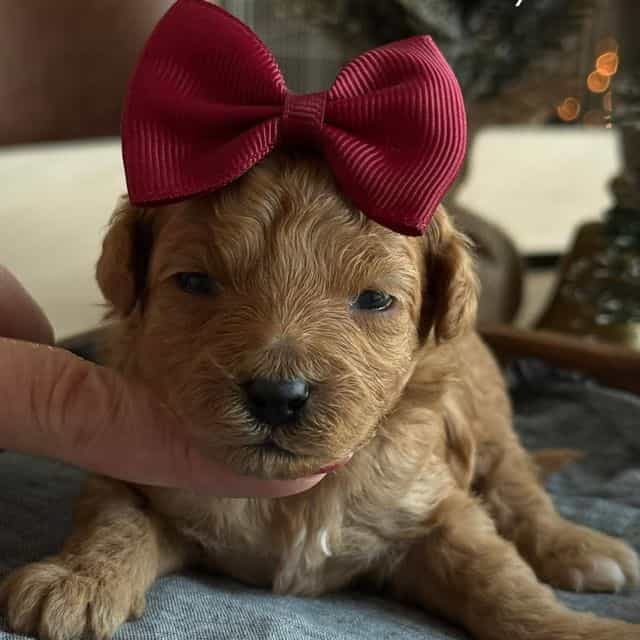 Kaylie’s Purple - Goldendoodle Female