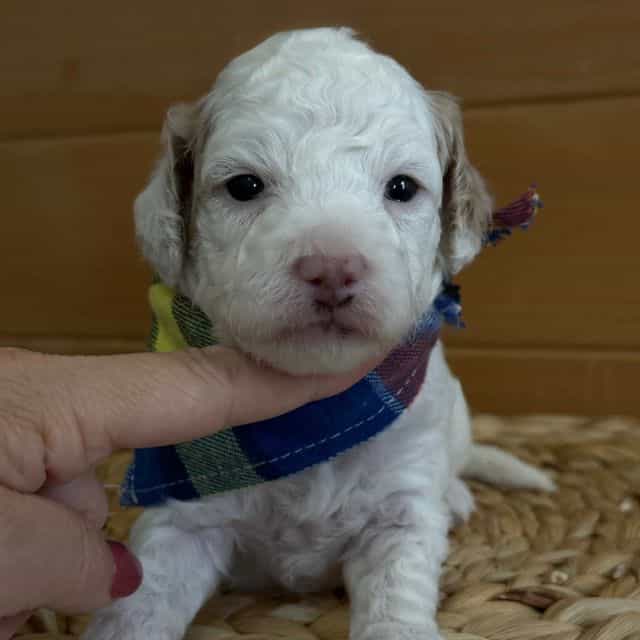 Zaras-Green-boy - Goldendoodle Male