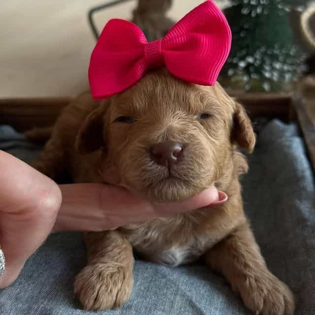 Kaylie’s Pink G - Goldendoodle Female