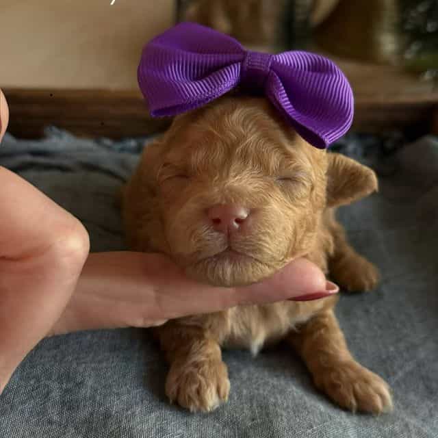 Kaylie’s Tiny G - Goldendoodle Female