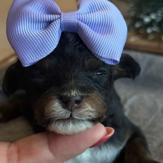 Kaylie’s Maroon - Goldendoodle Female