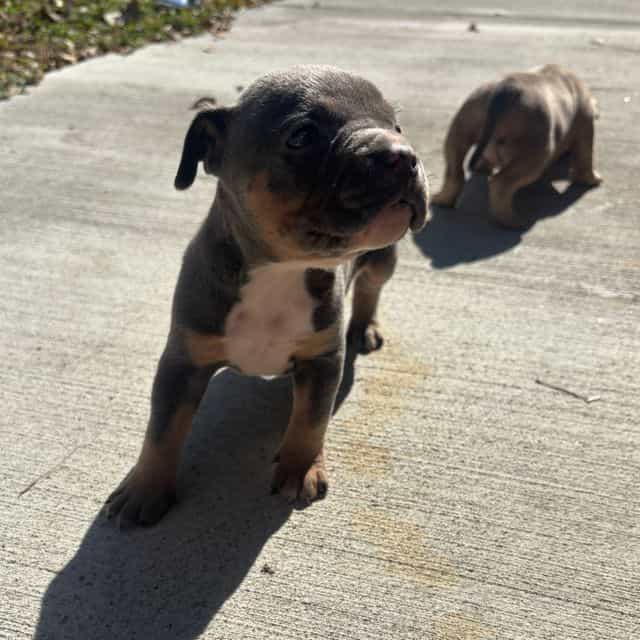 Male #1  - American Bully Male