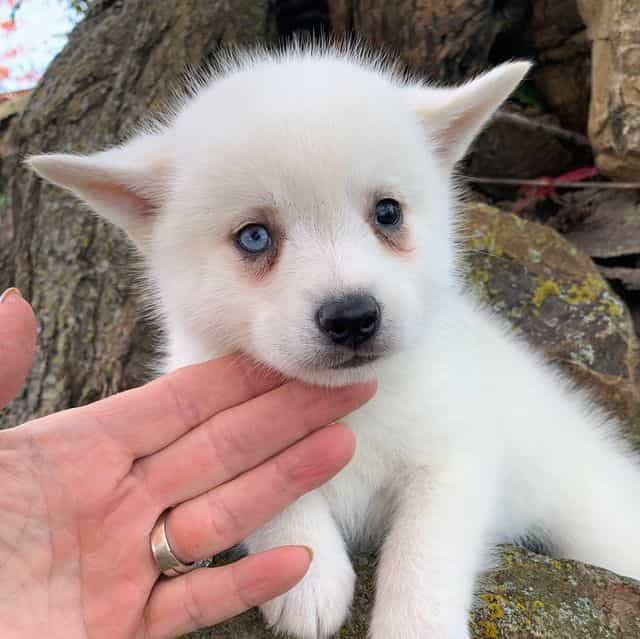 Sweet Trevor~! - Alaskan Klee Kai Male