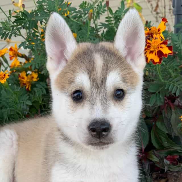 Happy Timber~! - Alaskan Klee Kai Male