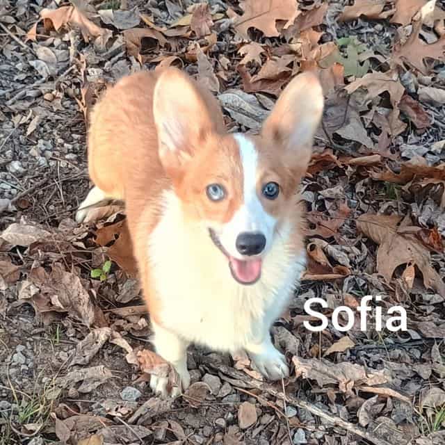 Sofia - Pembroke Welsh Corgi Female