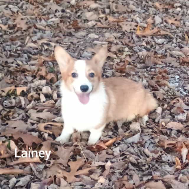 Lainey - Pembroke Welsh Corgi Female