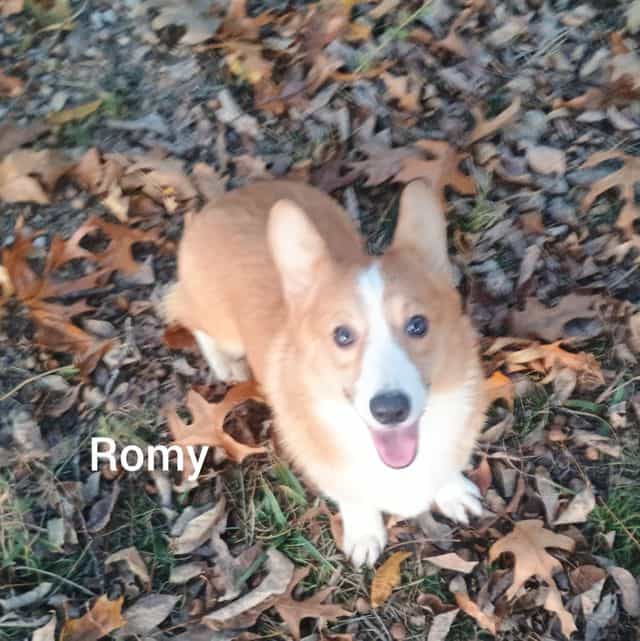 Romy - Pembroke Welsh Corgi Male