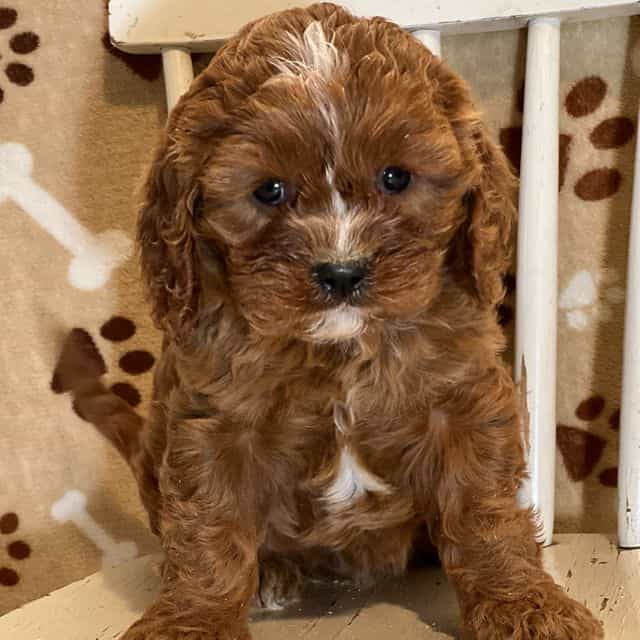 Kelsey - Cavapoo Female