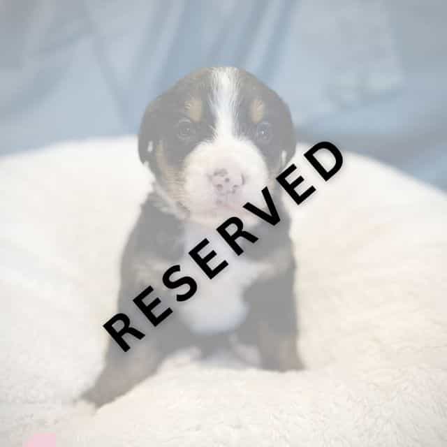 Pink Girl - **R - Bernese Mountain Dog Female