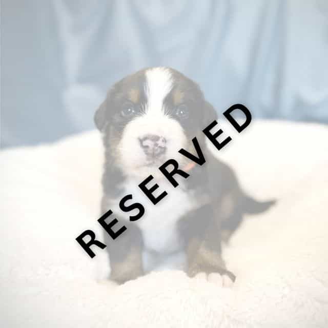 Orange Boy - ** - Bernese Mountain Dog Male