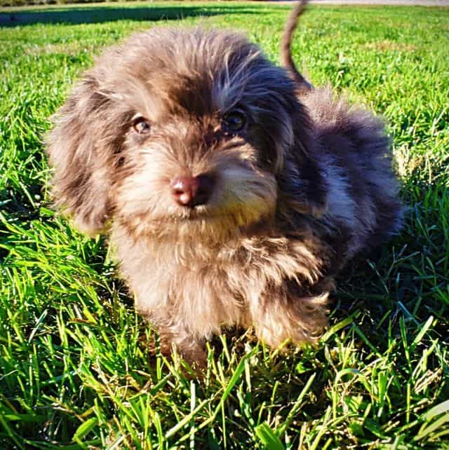 Domino - Havapoo Male