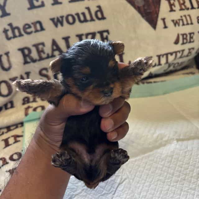 Male 2 - Yorkshire Terrier Male