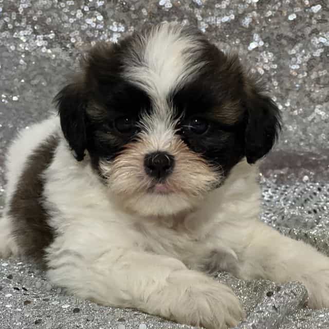 Angel - Shichon Female