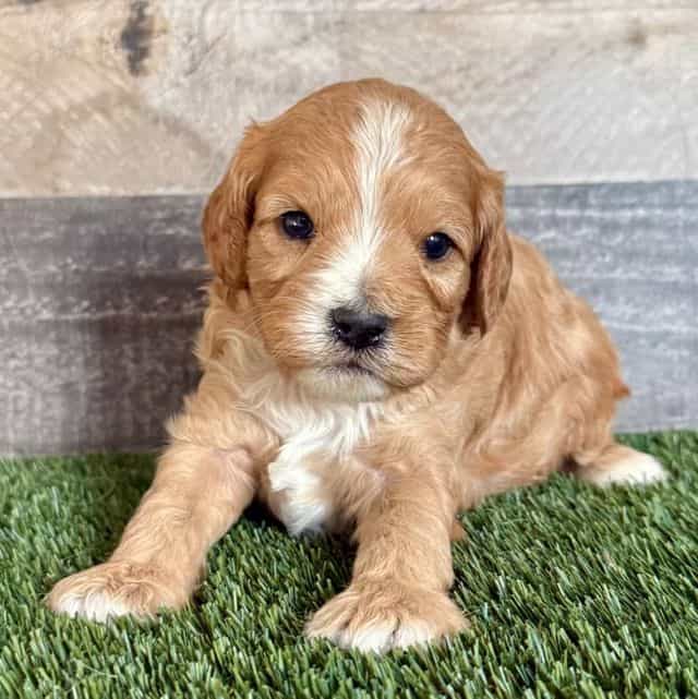 Cooper - Cavapoo Male