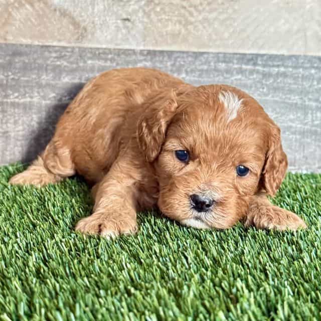 Chip - Cavapoo Male