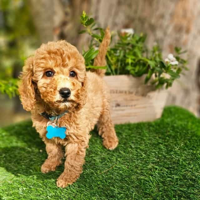 Huckleberry (Mi - Goldendoodle Male