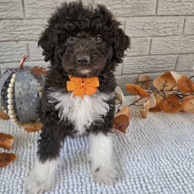 Luca - Aussiedoodle Male