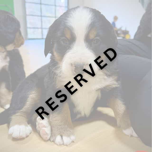 Red Boy - **RES - Bernese Mountain Dog Male