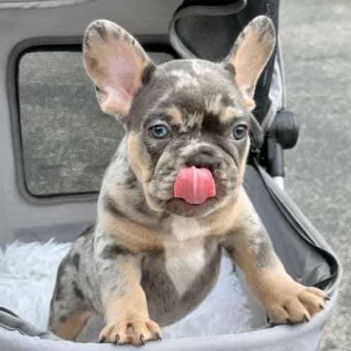 Six - French Bulldog Male