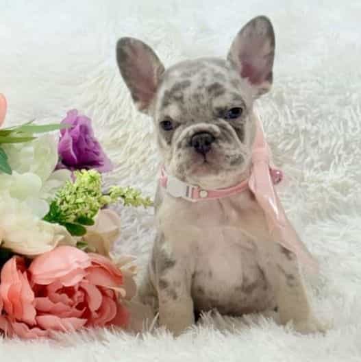 Faith - French Bulldog Female