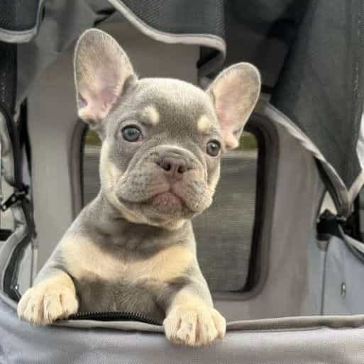 Apple - French Bulldog Female