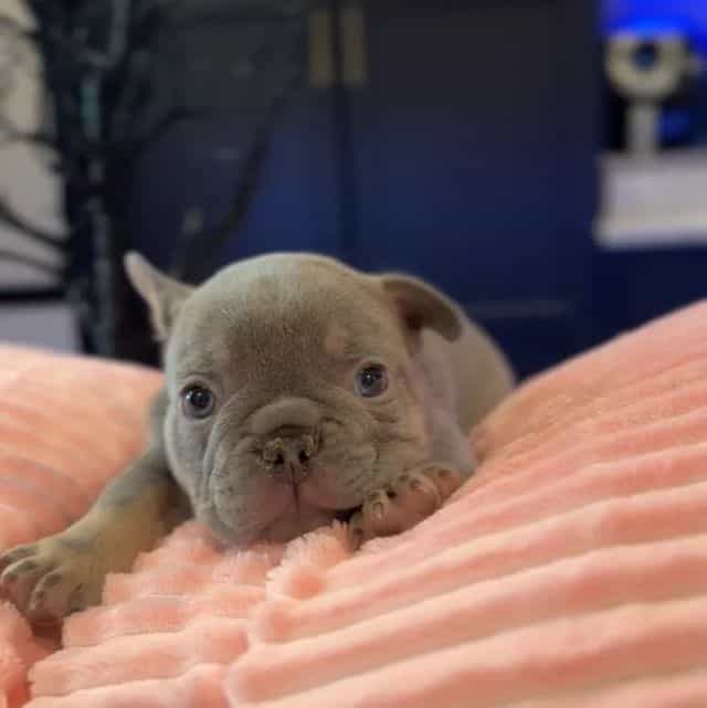 Prince  - French Bulldog Male
