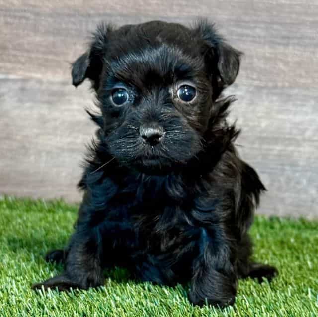 Harley - Havanese Female