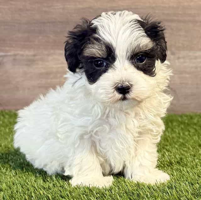 Mia - Maltipoo Female