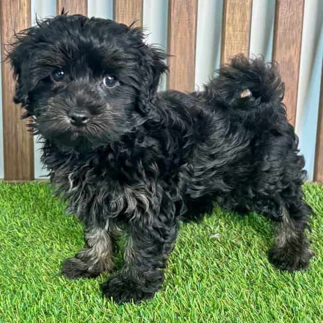 Quade - Maltipoo Male