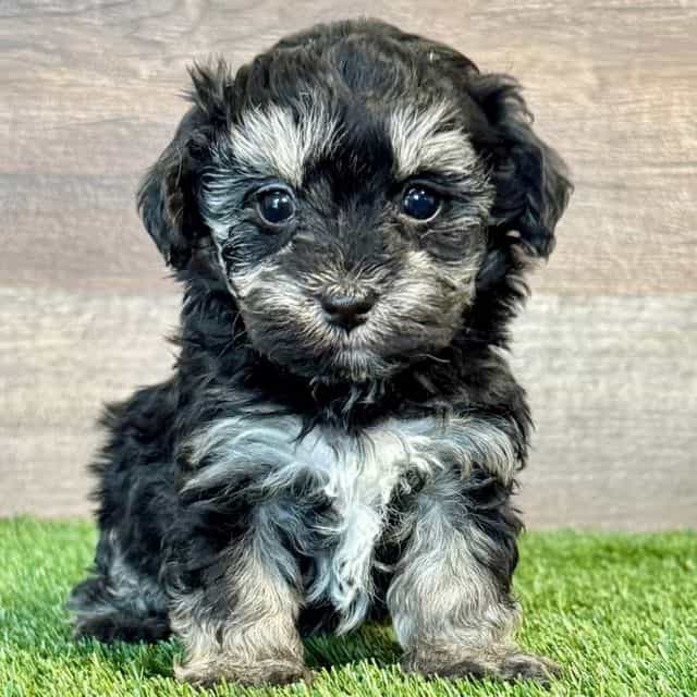 Marley - Maltipoo Female