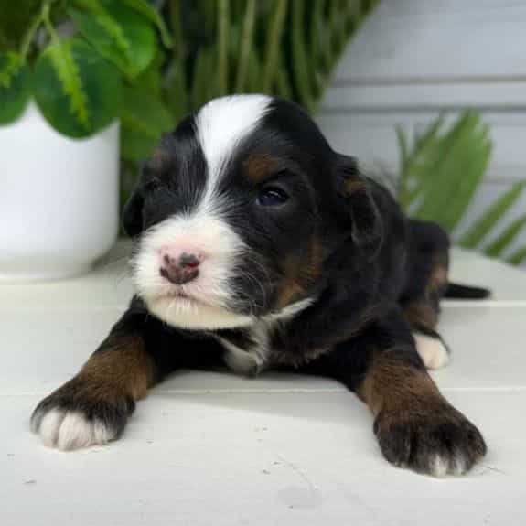 Patrick - Bernedoodle Male