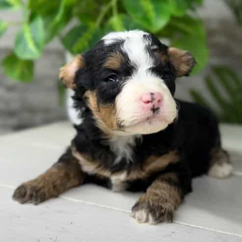 Sebastian - Bernedoodle Male
