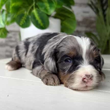 Charlotte - Bernedoodle Female