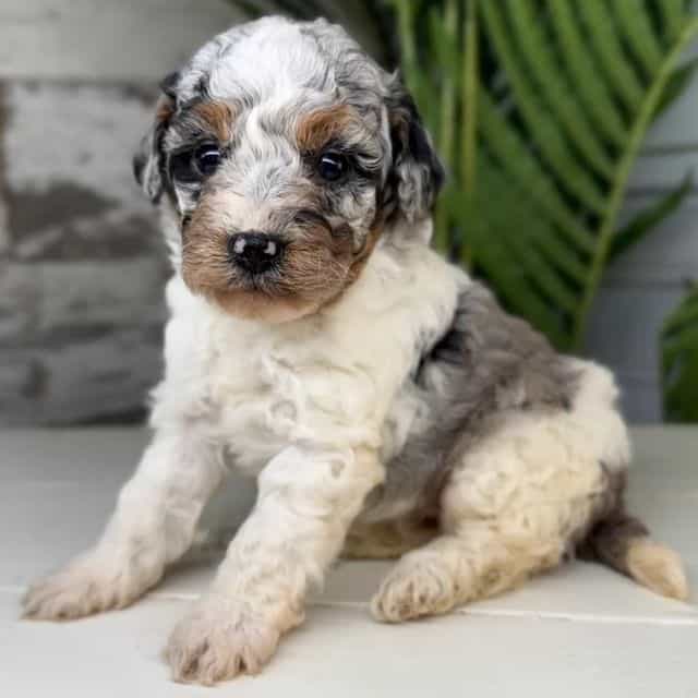 Alaska - Bernedoodle Female