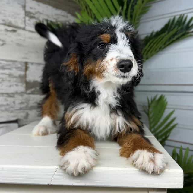 Steve - Bernedoodle Male