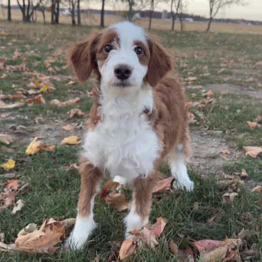 Bella - Bernedoodle Female