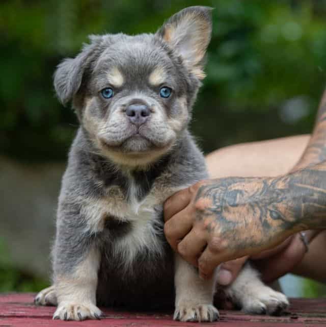 LUFFY - French Bulldog Male